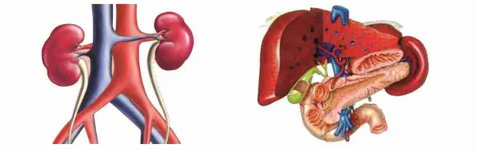 TARAXSOL Herboplanet Funzioni depurative dell’organismo, funzione epatica, drenaggio dei liquidi corporei 100ml - immagine 3